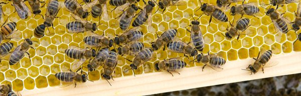 Bienenhonig aus Witzeeze - hier echten deutschen Imker Honig kaufen