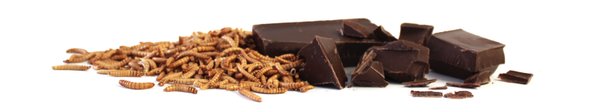 Insekten in Schokolade - hier Dschungelade Insekten-Schokolade mit gerösteten Mehlwürmern im Shop bestellen & kaufen
