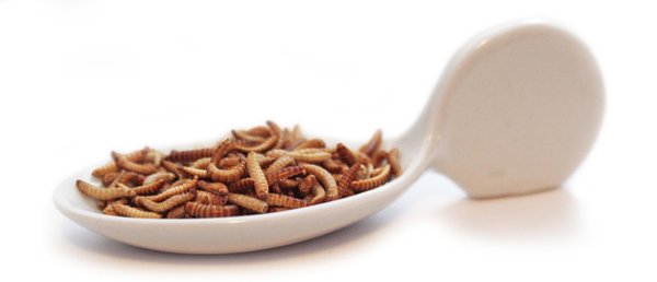 Nährwerte von Buffalowürmern - essbare Insekten im Snack-Insects Shop