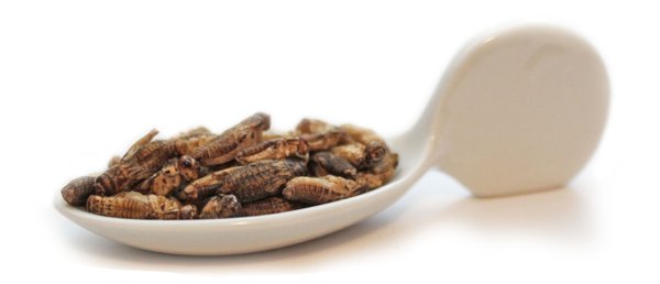 Nährwerte von Grillen - essbare Insekten im Snack-Insects Shop
