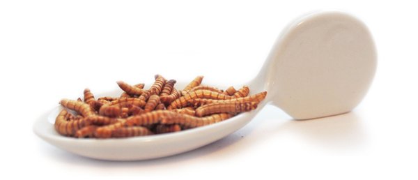 Nährwerte von Mehlwürmern - essbare Insekten im Snack-Insects Shop