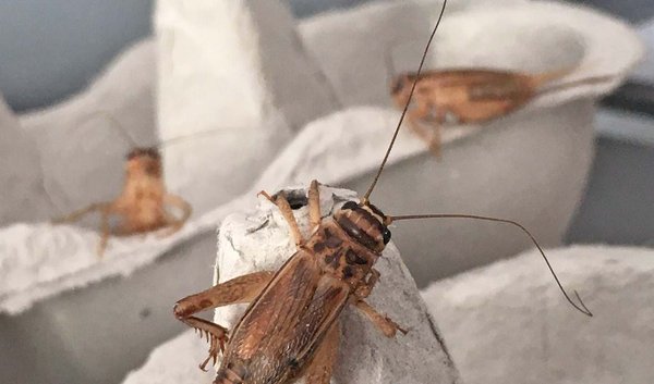 Die Fütterung von essbaren Insekten - Snack-Insects Shop