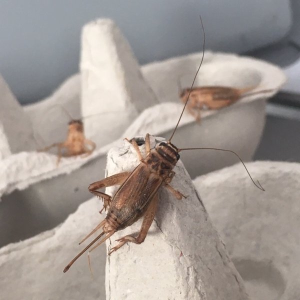 Insekten für den Verzehr züchten - Snack-Insects Blog