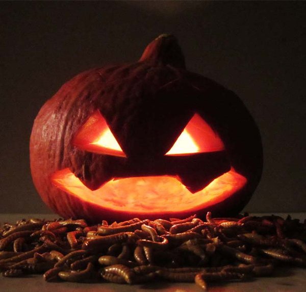 Insekten-Snacks zu Halloween - Snack-Insects Blog