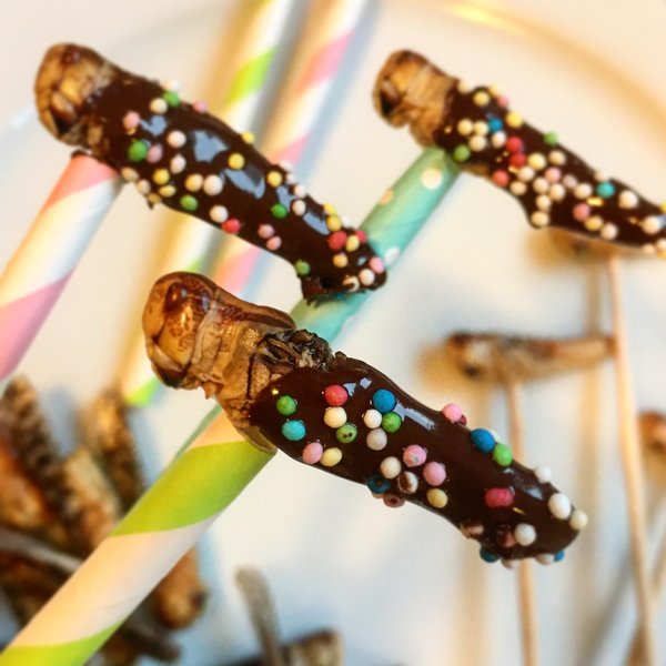 Heuschrecken mit Schokolade - Snack-Insects Blog