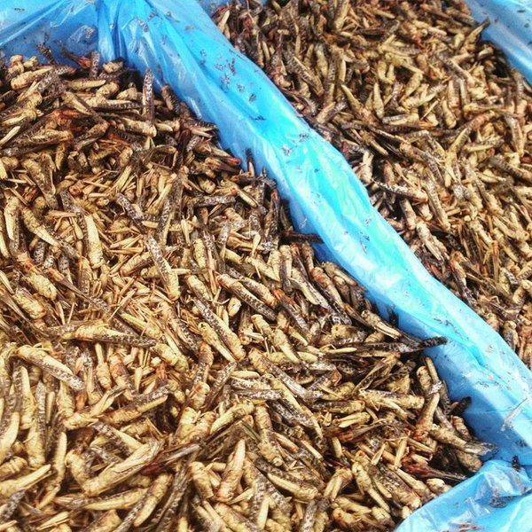 Heuschrecken zum Verzehr - essbare Heuschrecken zum Kochen & Essen - Snack-Insects Blog
