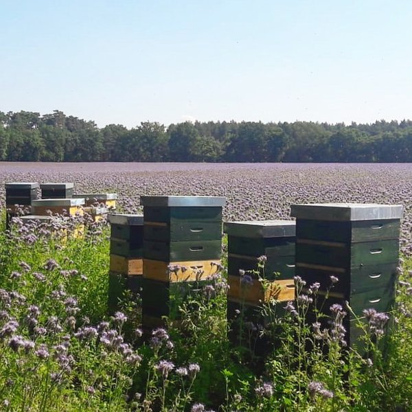 Bienen sammeln leckeren Honig - Snack-Insects Blog