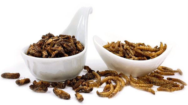 Würzige Insekten zum Snacken - geröstete Mehlwürmer & Grillen im Snack-Insects Shop